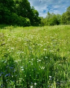29th Jun 2021 - Summer meadow