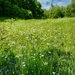 Summer meadow by craftymeg
