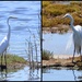 Egrets at the Pond by markandlinda