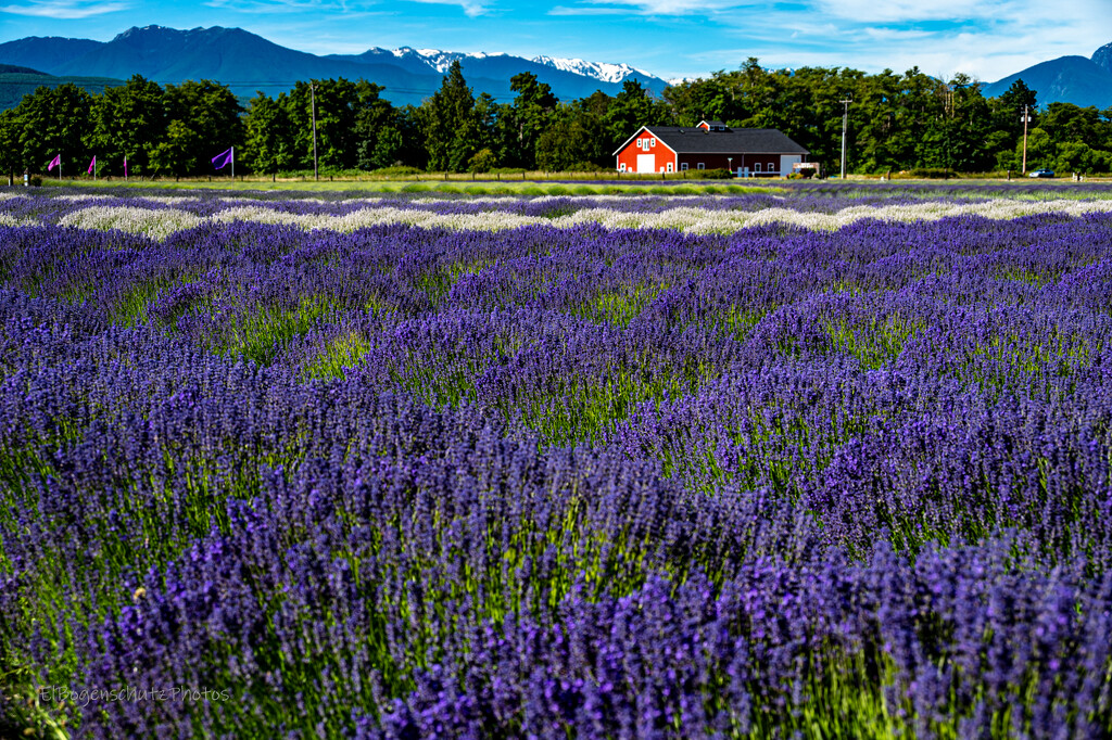 Lavender field and red barn  by theredcamera