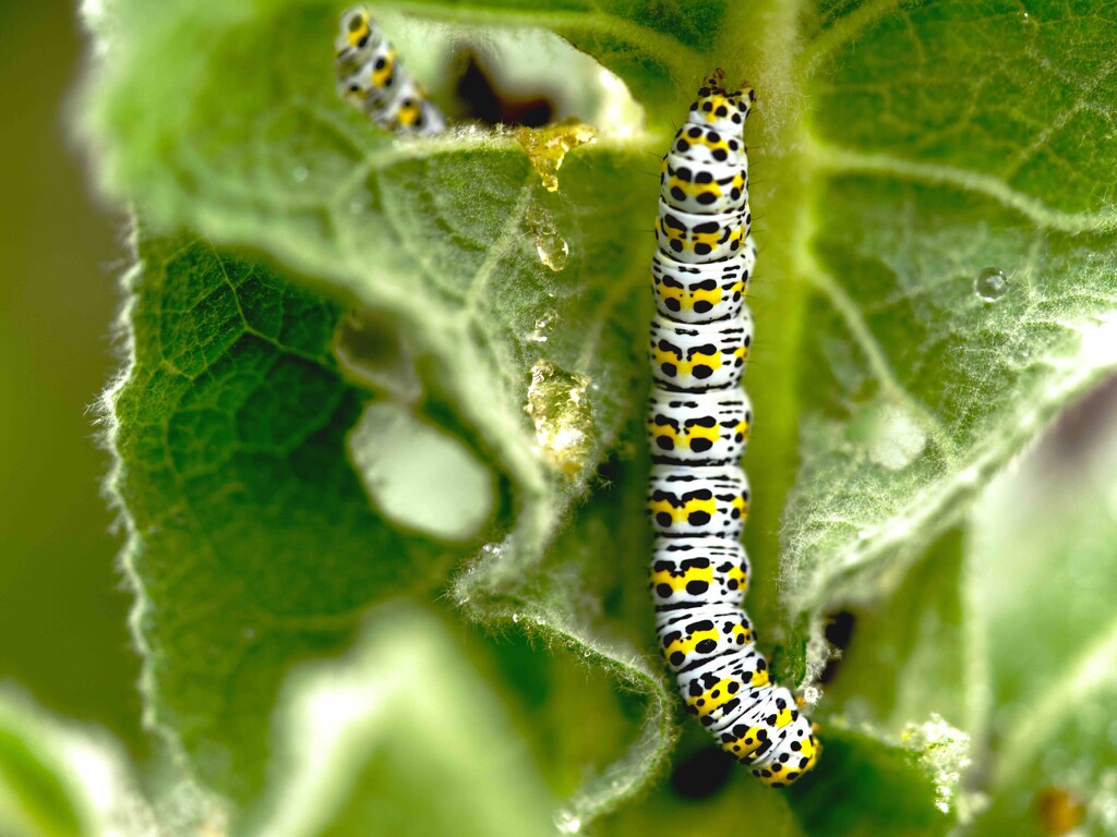 Mullein moth caterpilla - Cucullia verbasci by moonbi