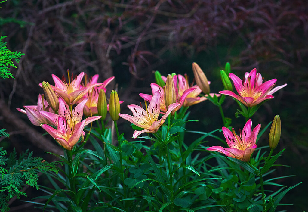 Asiatic Lilies  by gardencat