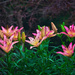 Asiatic Lilies  by gardencat