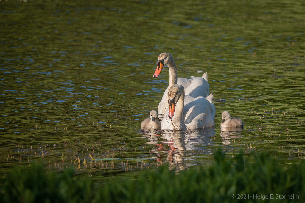 Swimming lesson :-) by helstor365