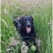 Sadie cooling off in the long grass on our morning walk by lyndamcg