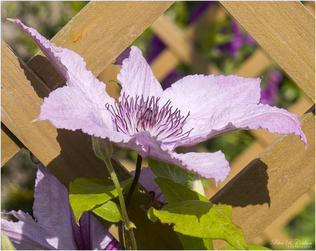 Pink Clematis by pcoulson