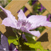 Pink Clematis by pcoulson