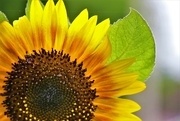 29th Jun 2021 - First Sunflower