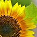 First Sunflower by lynnz
