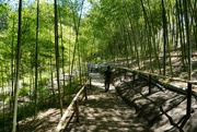28th Jun 2021 - Bamboo forest