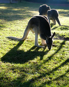 30th Jun 2021 - Kangaroos in the early morning