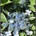 My Special Blue Lacecap Hydrangea by markandlinda