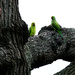 2 Parakeets by snoopybooboo