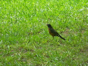 29th Jun 2021 - Robin in Backyard 