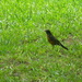 Robin in Backyard  by sfeldphotos