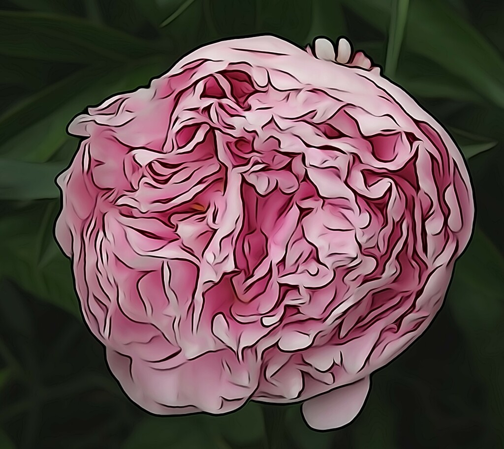 Pink Peony by radiogirl