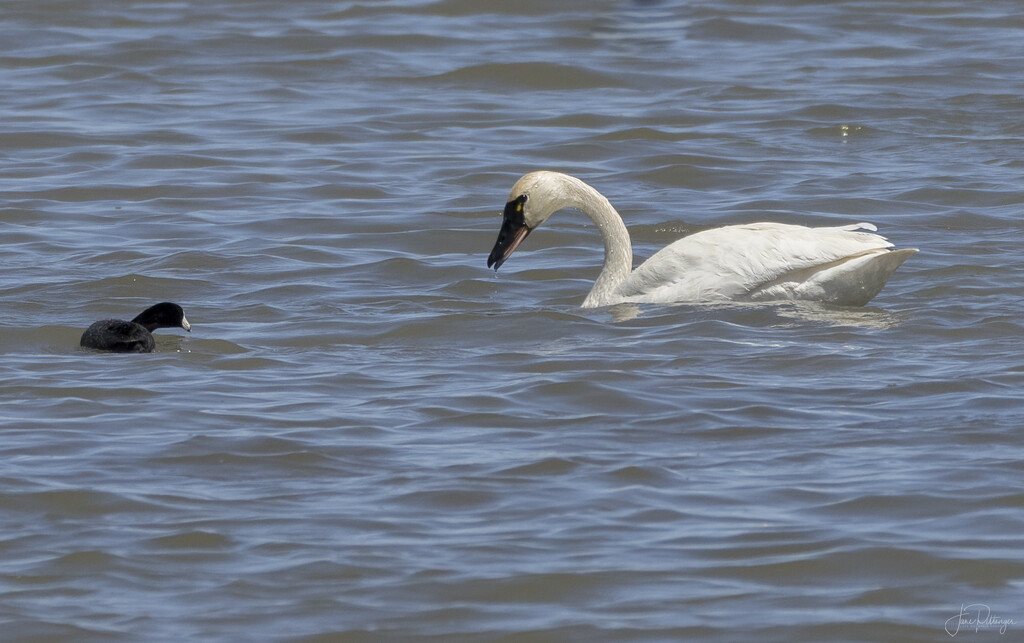 Trumpeter Swan and Friend  by jgpittenger