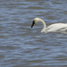 Trumpeter Swan and Friend  by jgpittenger