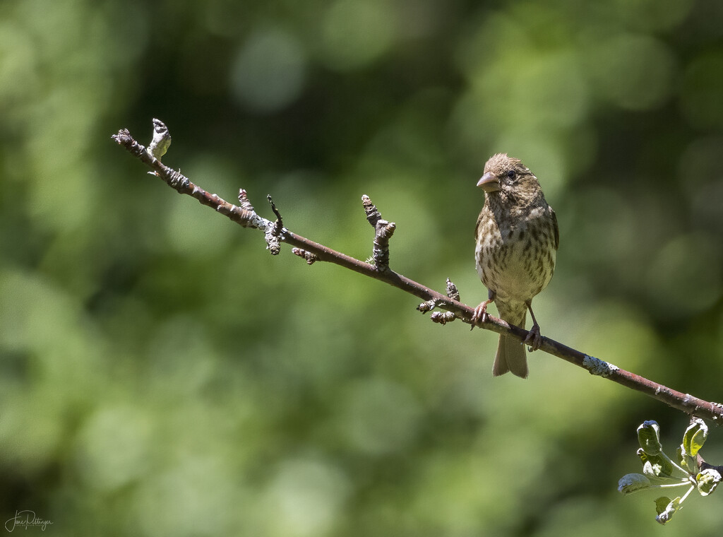 House Finch Sitting Pretty by jgpittenger