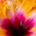 Hibiscus  by sugarmuser