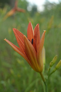 27th Jun 2021 - day lily