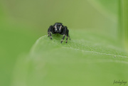 29th Jun 2021 - Itsy bitsy spider crawled up the milkweed leaf!