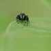Itsy bitsy spider crawled up the milkweed leaf! by fayefaye