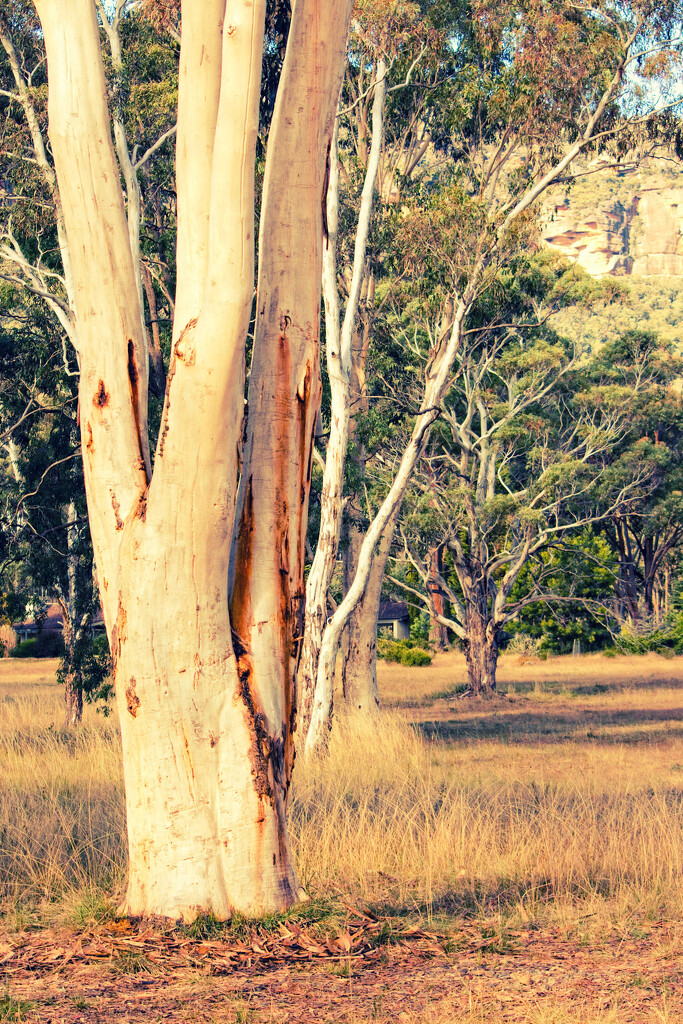 Eucalypts by annied