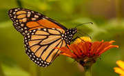 29th Jun 2021 - Finally Got One of the Monarch Butterfly's!