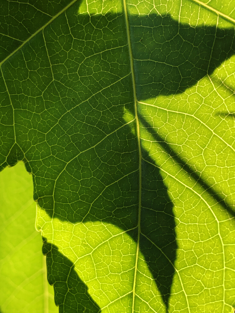 leaf on leaf by shookchung