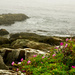 Along the coast in Maine by eudora