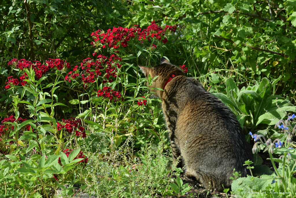 the cat who likes flowers  by parisouailleurs