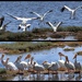 American White Pelicans at the Pond by markandlinda