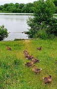 30th Jun 2021 - Get Your Ducks In A Row.
