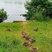 Get Your Ducks In A Row. by teresahodgkinson