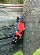 30th Jun 2021 - Summer.. Scarlet Tiger moth