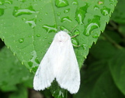 30th Jun 2021 - A tiny moth - see the face