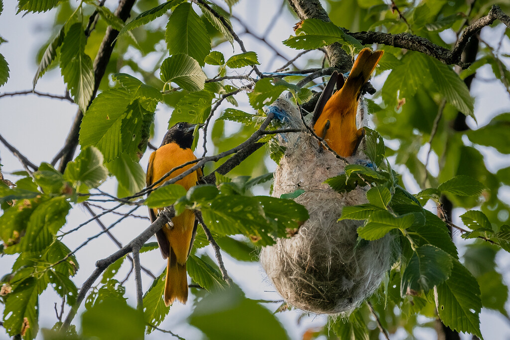 Oriole Parents with Their Nest by jyokota