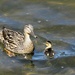 Mom and Her Tiny Duckling by seattlite