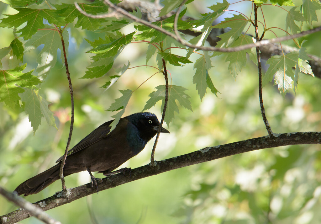 Common Grackle by sprphotos