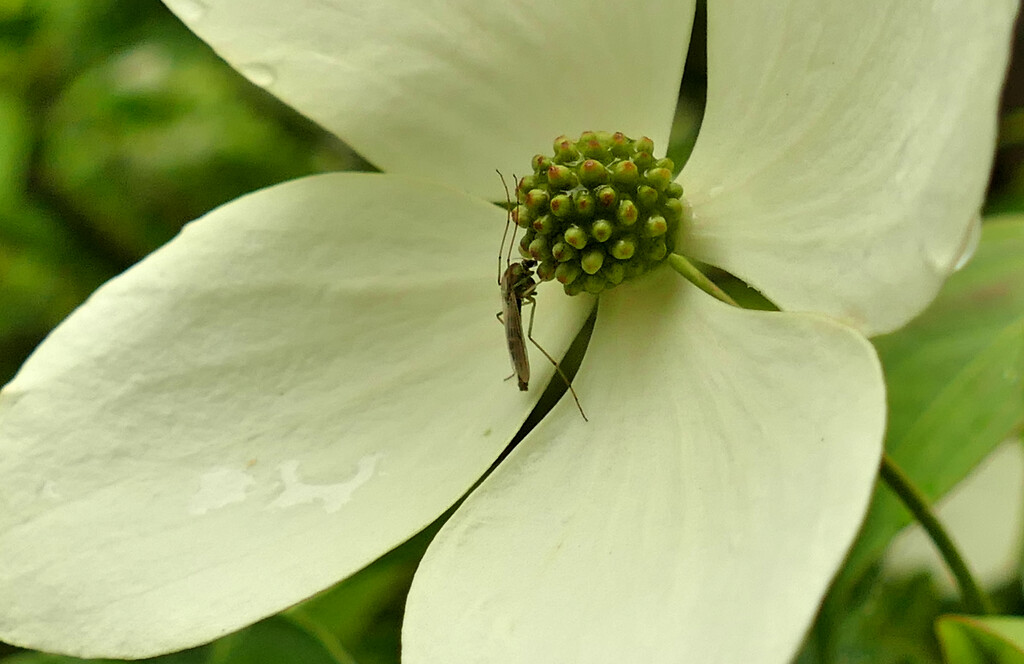 insect on white flower by marijbar