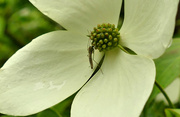 30th Jun 2021 - insect on white flower