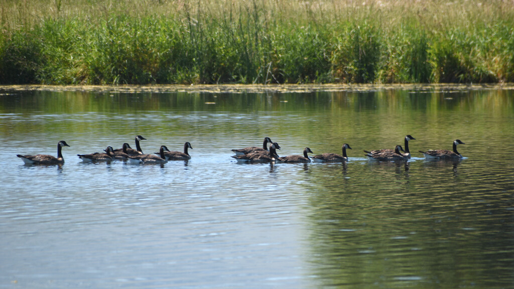 Canadian Goose Family by bjywamer