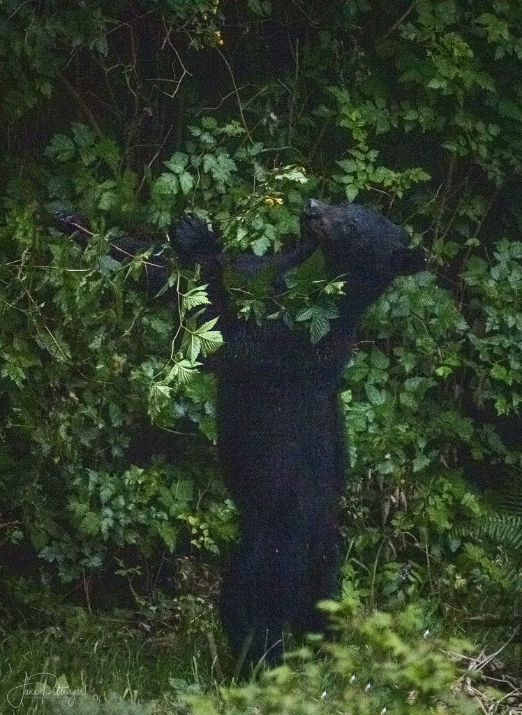 Black Bear Reaching for Salmonberries  by jgpittenger
