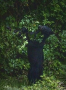 30th Jun 2021 - Black Bear Reaching for Salmonberries 