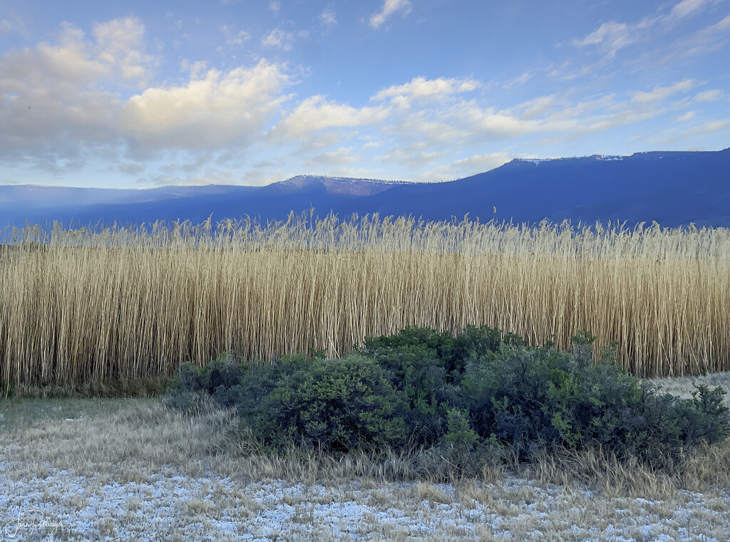 Grasses At Summer Lake by jgpittenger