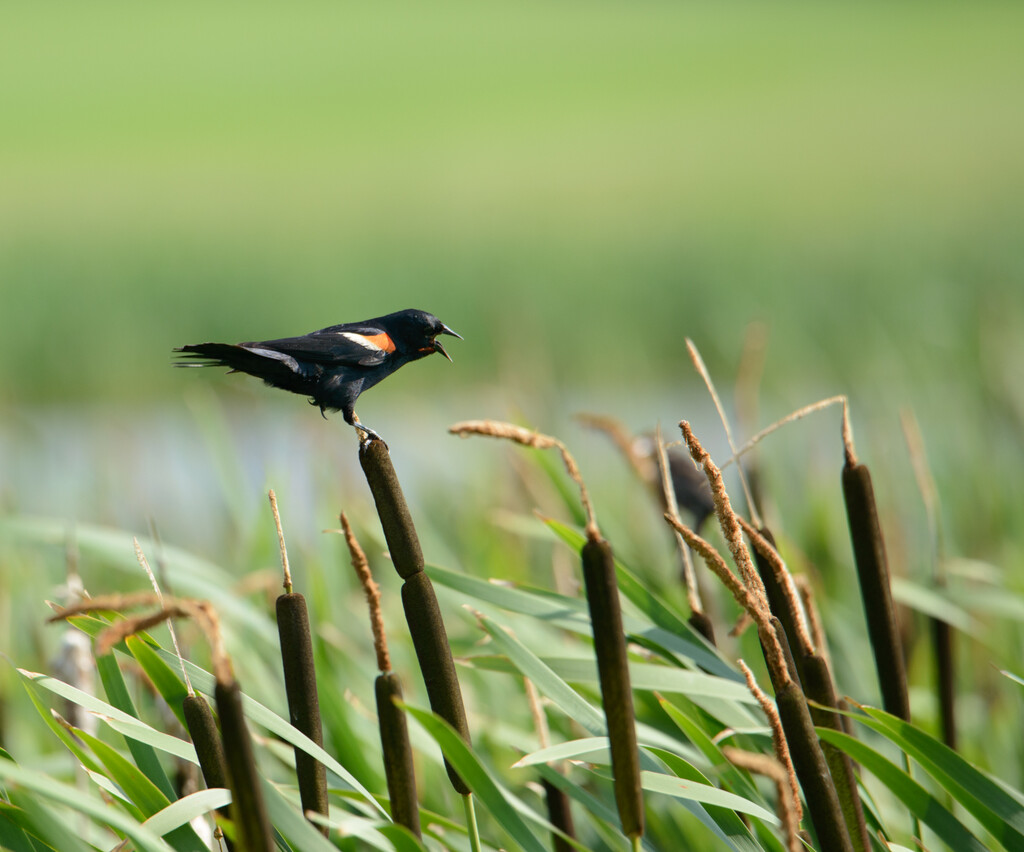  Red-Winged Blackbird by sprphotos