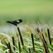  Red-Winged Blackbird by sprphotos