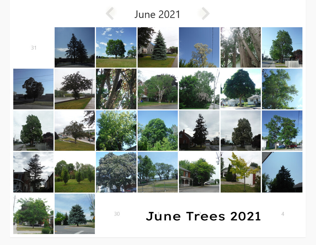 June Trees  by spanishliz