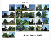 30th Jun 2021 - June Trees 